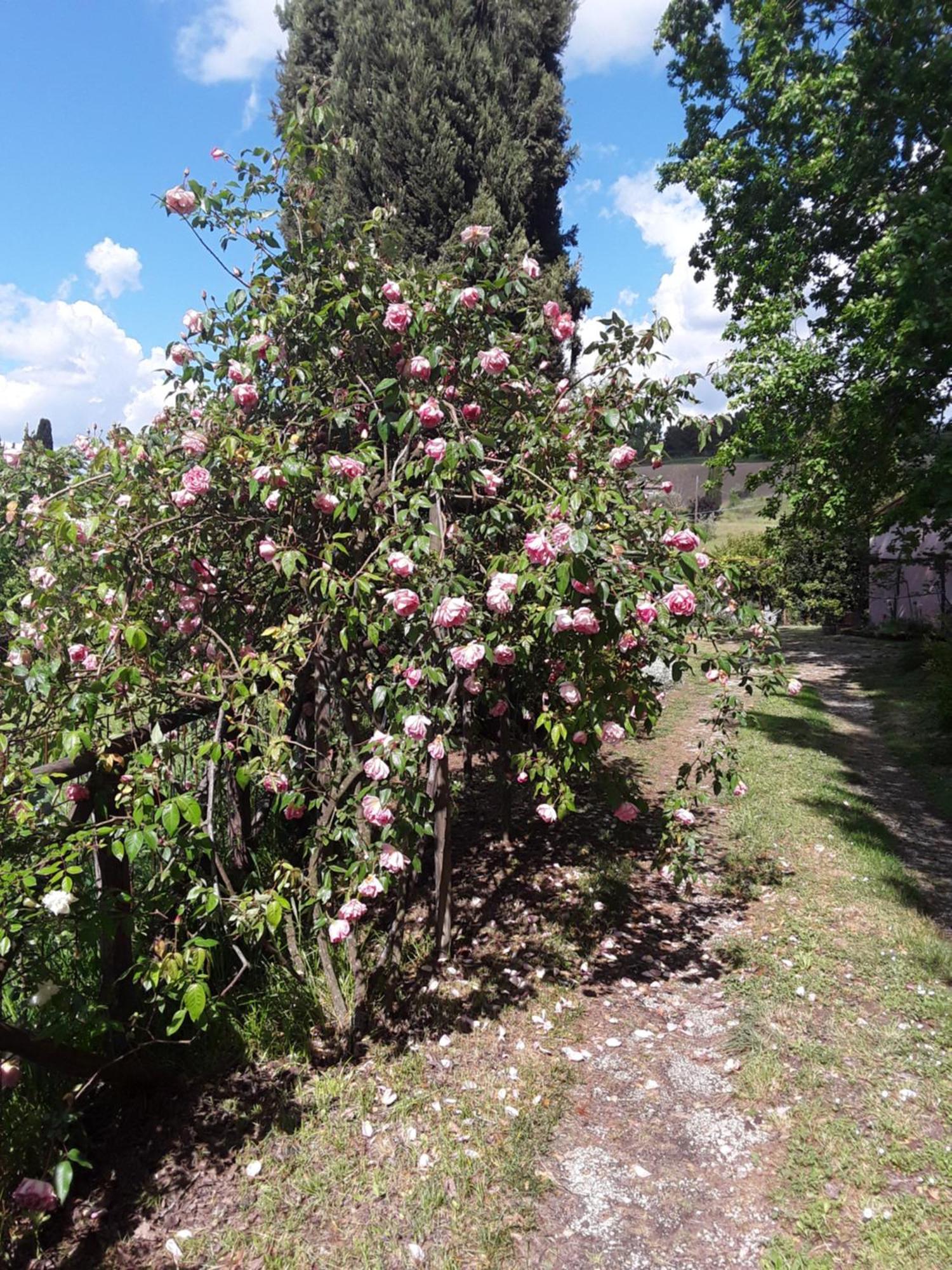 La Casa Delle Rose Villa Otricoli Ngoại thất bức ảnh